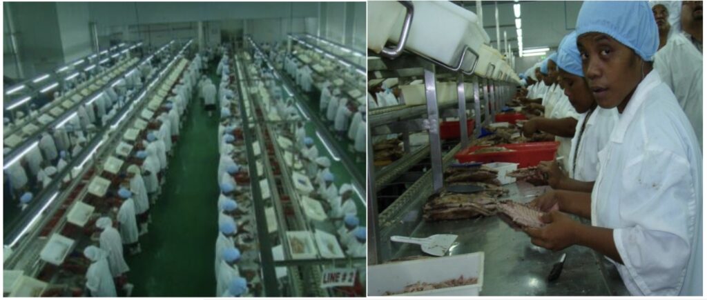 Workers of a local tuna loining plant on Majuro
